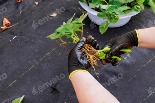 Preview: Gardener in gloves cuts off excess roots from a strawberry bush prepares it for planting with
