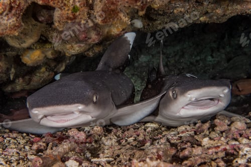 Preview: Closeup of Whitetip reef shark in dark waters of the ocean