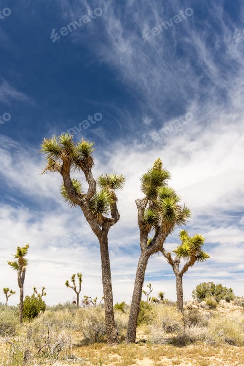 Preview: Joshua Tree National Park