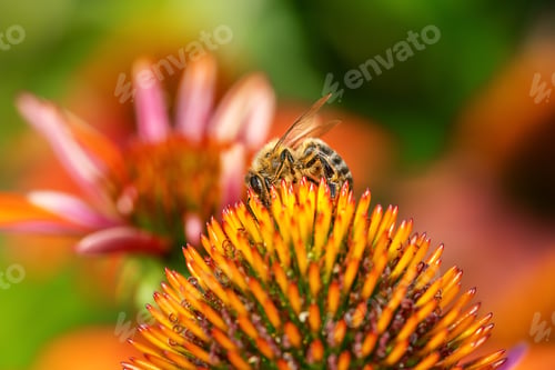 Preview: Bee collecting nectar at a coneflower blossom