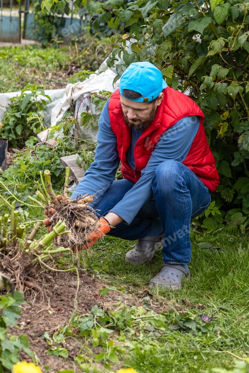 Preview: Hands hold dahlia tubers, just dug out of the ground for winter storage.