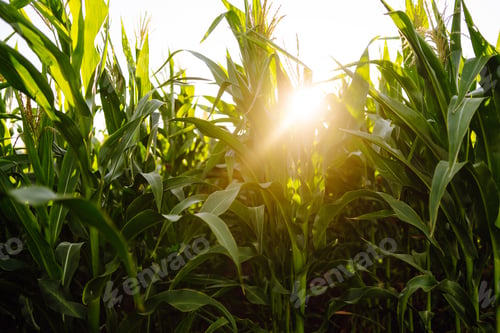 Preview: Owner of farm, standing in cornfield, inspects crop. Farmer is watching growth of crop with tablet.