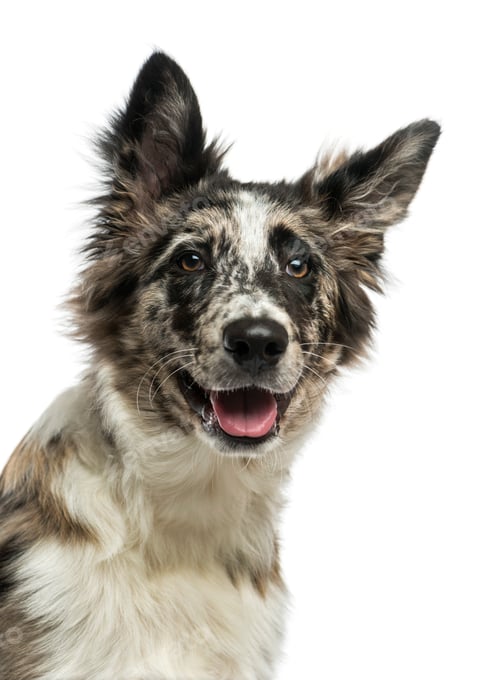 Preview: Border Colli (4 years old) in front of a white background
