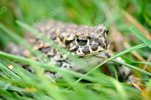Preview: Green frog (Bufo viridis) on a green grass