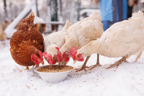 Preview: chicken eats feed and grain at an eco-poultry farm in winter, free-range chicken farm