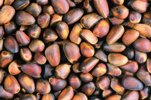 Preview: acorn background view