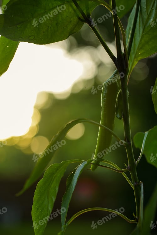 Preview: Ripe Pepper