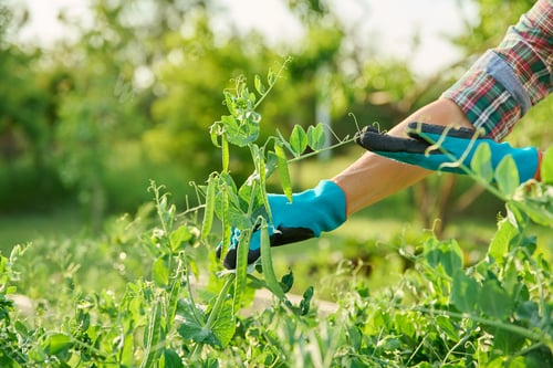 Preview: Growing green peas, close up of gardener's hands holding pea plant in raised garden bed
