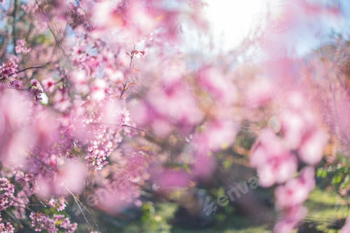 Preview: Beautiful cherry blossom with blue sky a sunny day, Chiang Mai, Thailand, soft focus