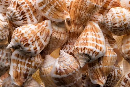 Preview: Seashells collection background