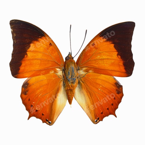 Preview: Common Tawny Rajah butterfly