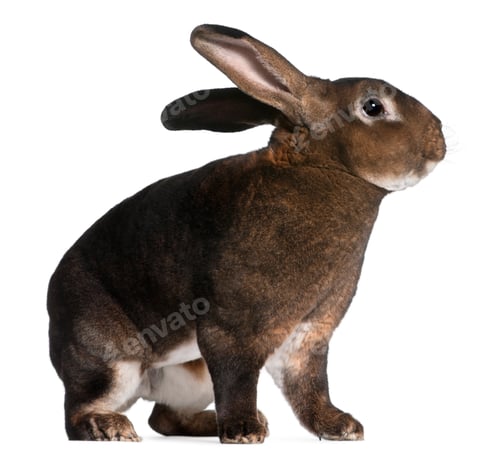 Preview: Castor Rex rabbit in front of white background