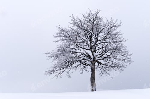Preview: Minimalistic landscape with a lonely naked snowy tree