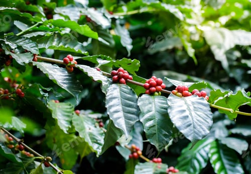 Preview: Coffee tree with coffee bean