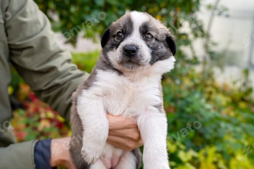 Preview: Cute little german shepherd puppy in the caring hands of the owner on green grass background