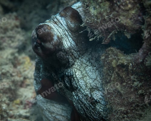 Preview: detalles del ojo de un pulpo