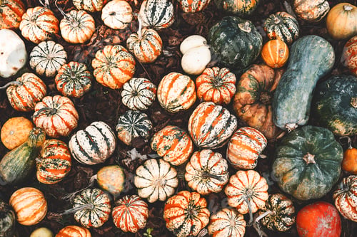 Preview: Colorful pumpkins and squashes in different varieties. Background