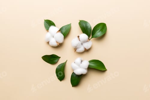 Preview: Autumn Floral Flat lay background composition. Dried white fluffy cotton flower branch