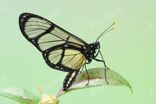 Preview: Tropical glasswing butterfly among pink and yellow camellia flowers.