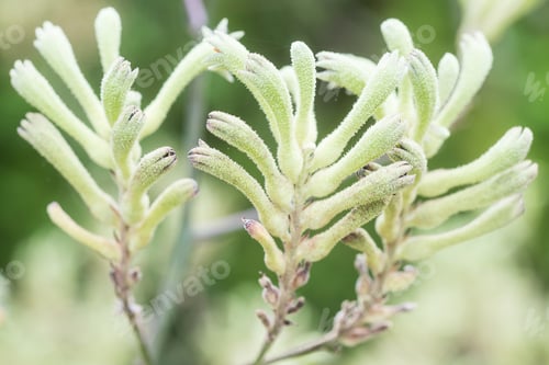 Preview: Tropical Green Plant