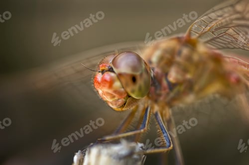 Preview: dragonfly