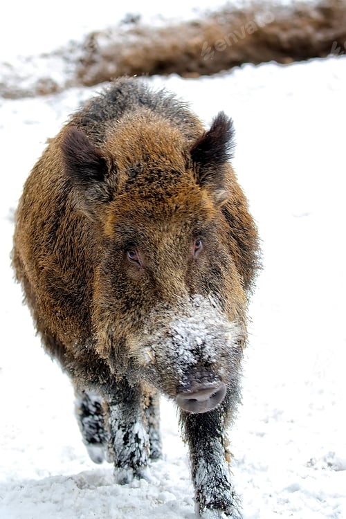 Preview: Wild boar in the snow