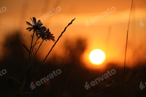 Preview: Dark silhouettes of wild flowers against bright colorful sunset sky with setting sun light