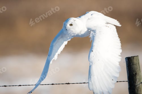 Preview: owl, bird, snowy owl, wilderness