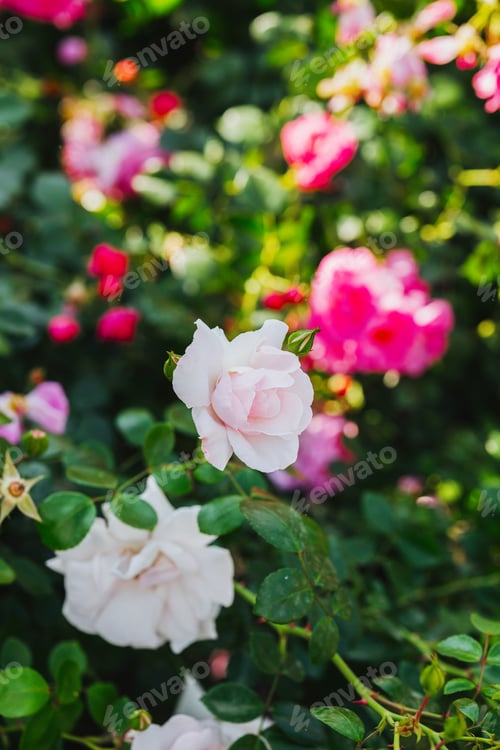 Preview: Beautiful roses in a vibrant garden during sunny afternoon hours