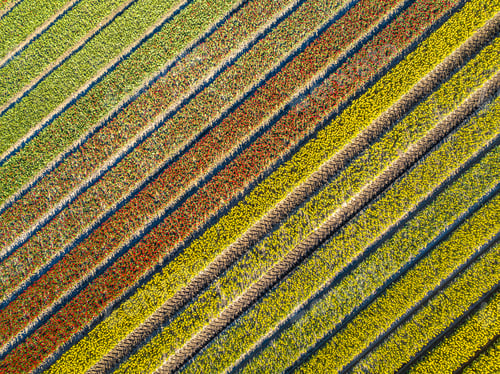 Preview: Aerial view Tulip field