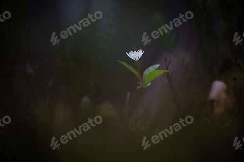 Preview: White flower on dark forest background