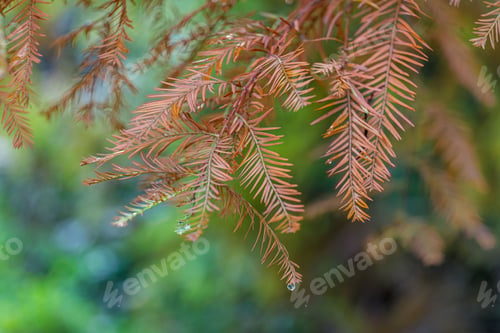 Preview: Autumn leaves with raindrops on branches