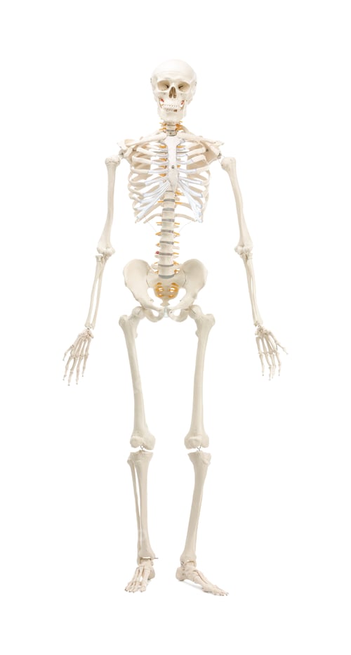 Preview: Artificial human skeleton model isolated on white
