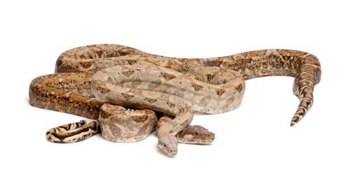 Preview: Two Common Northern Boas, Boa constrictor imperator, from Hog Island, Honduras, Central America