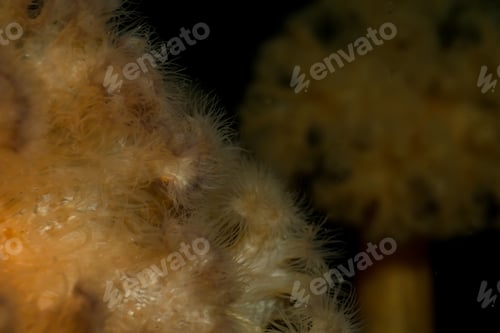 Preview: Macro Picture of Orange Plumose Anemone in Pacific Northwest Ocean