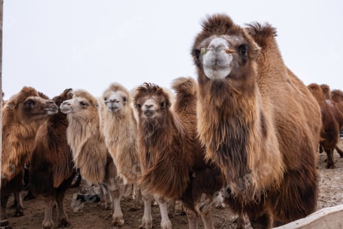 Preview: A herd of Bactrian camels stands together in Mongolia's cold