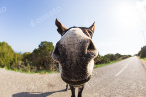 Preview: funny donkey looking at the camera
