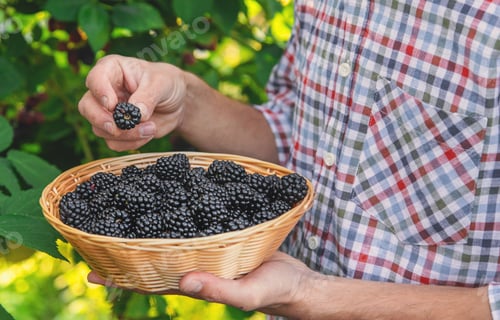 Preview: A man harvests blackberries in the garden. Selective focus.