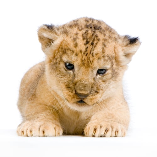 Preview: Lion Cub lying down