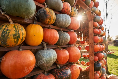 Preview: Market stall with pumpkins in sunlight.