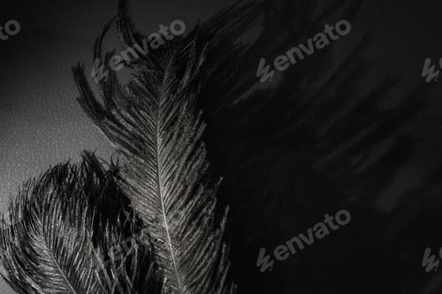 Preview: Ostrich feathers in spotlight and magic shadow. Black monochrome background