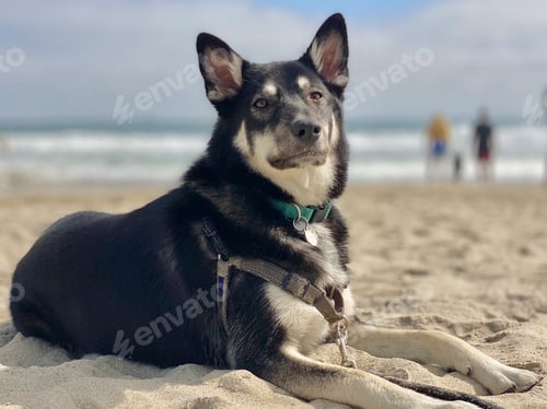 Preview: Dog on beach