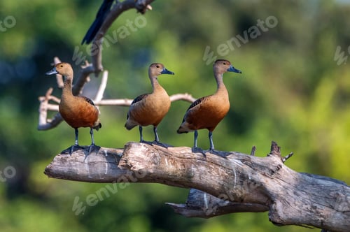 Preview: Lesser whistling-duck or Dendrocygna javanica perches on a tree