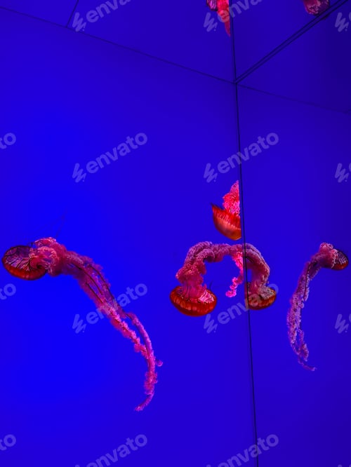 Preview: Jellyfish swim in the water column, they are planktonic organisms. They need an aquarium of a specia