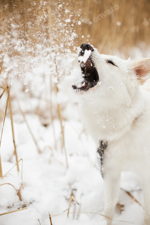 Preview: Cute funny dog playing with snow in winter park, catching snowballs. Loyal companion and friend