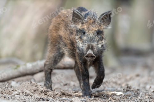 Preview: Wild boar in forest