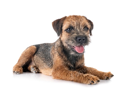 Preview: young border terrier
