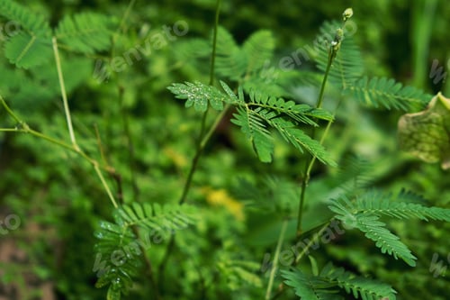 Preview: Natural background with green leaves. Plant in the tropical rain forest.