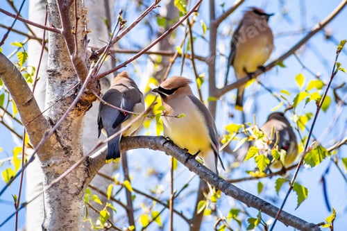 Pájaros de cedro