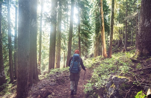 Preview: Hike in the forest